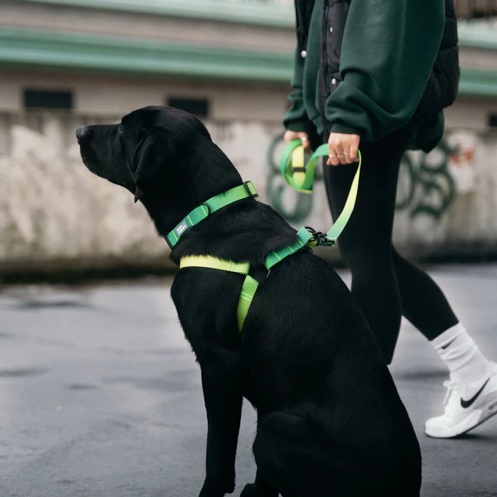 Aqua Waterproof Dog Harness - Image 13