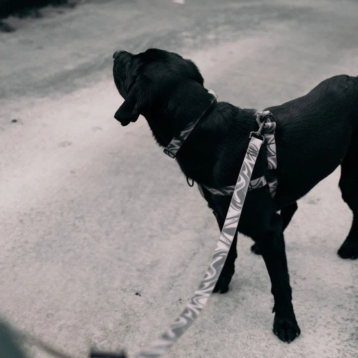 Aqua Waterproof Dog Harness - Image 11
